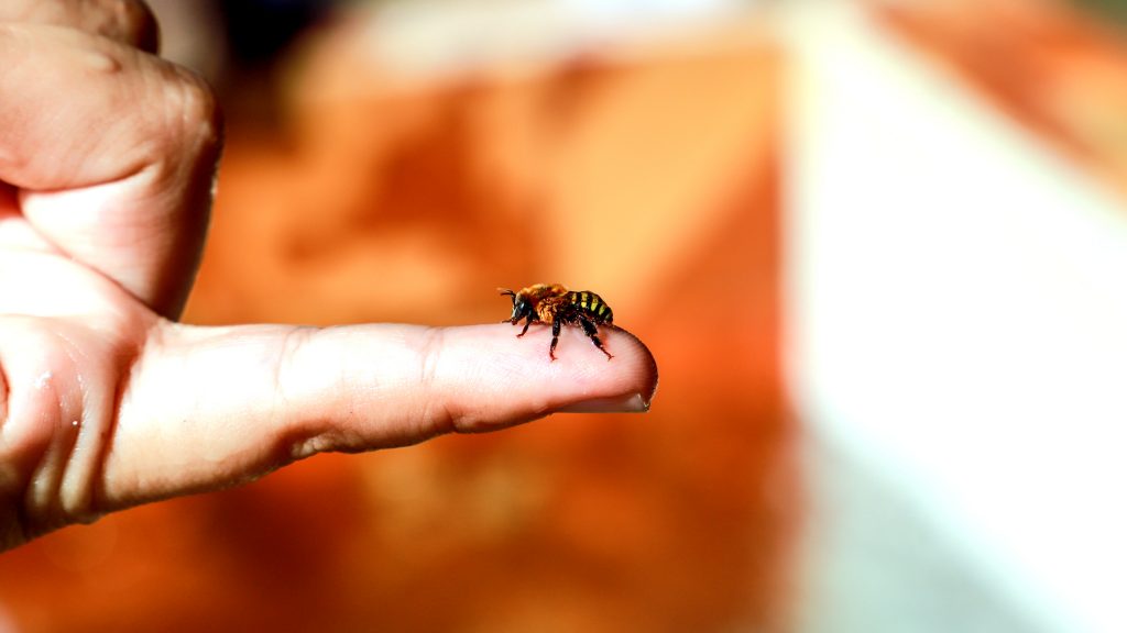 La miel de la Biodiversidad