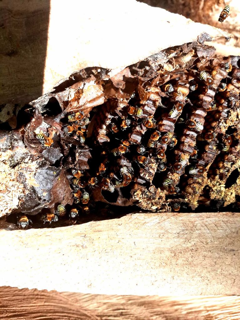 La miel de la Biodiversidad